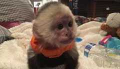 Playful Capuchin Monkeys For Adoption