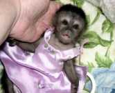 Adorable Baby Capuchin Monkeys For Sale