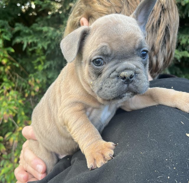 French bulldogs chunky puppies