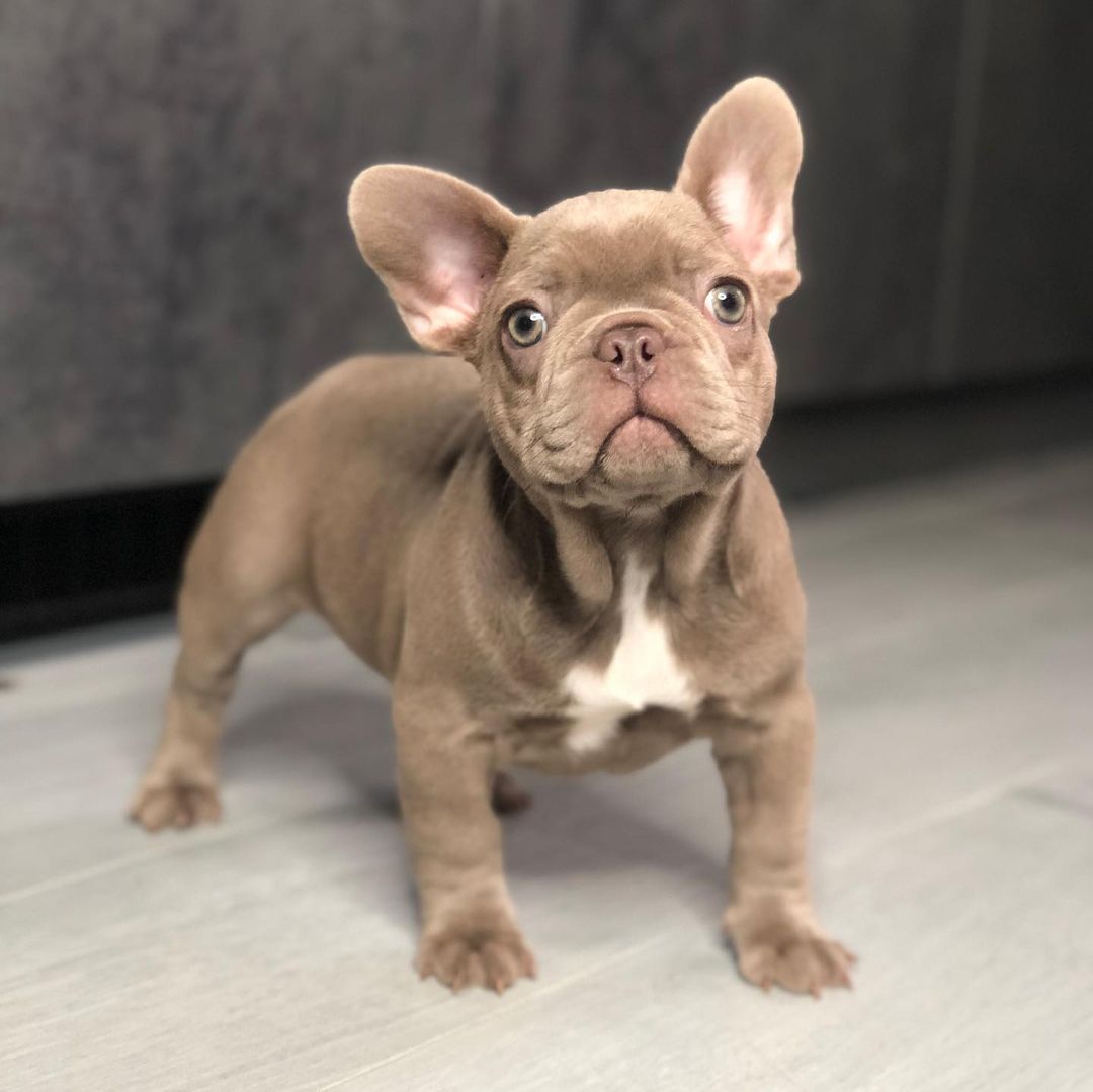 French bulldog for new homes