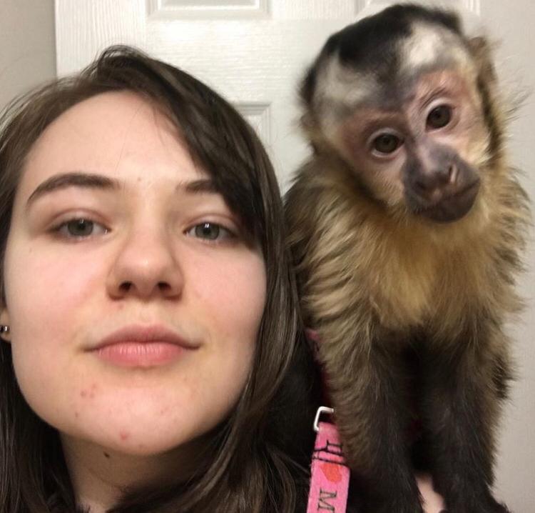 Capuchin monkeys available for adoption.