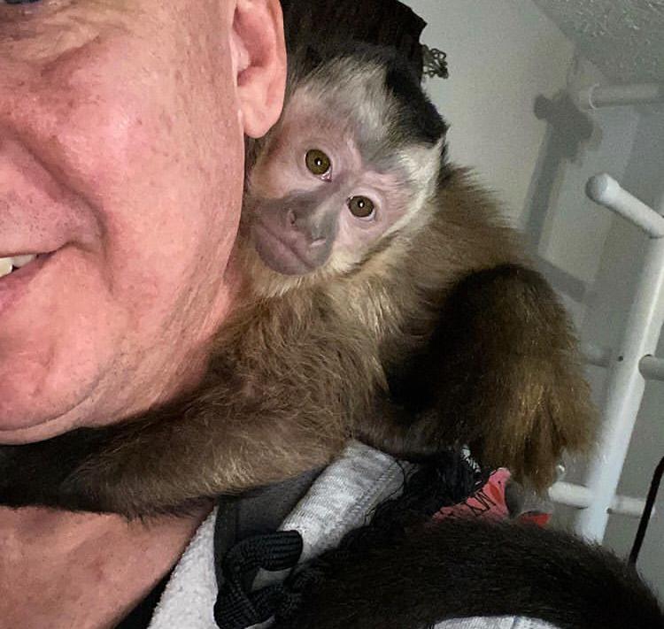 adorable capuchin monkey available for adoption