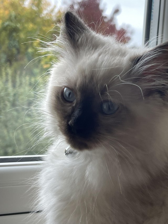 Ragdoll Cat very friendly looking for a lovely home