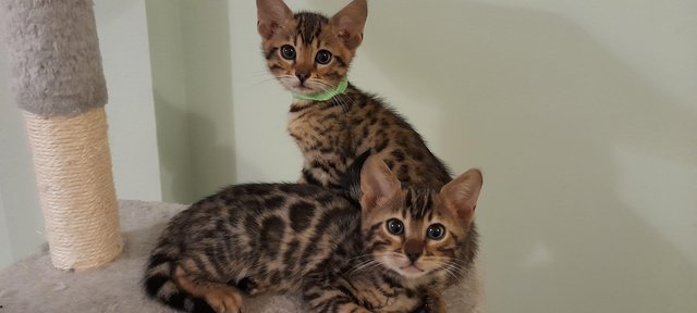 My beautiful Bengal kittens for sale